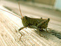 Grasshopper