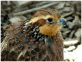 Jack Miners Bird Sanctuary II