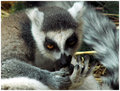 Colasanti's Tropical Gardens-Zoo