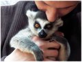 Colasanti's Tropical Gardens-Zoo III