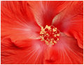 Colasanti's Tropical Gardens IV