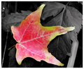 Fall Colours
