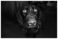 German Wire Hair Pointer