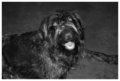 German Wire Hair Pointer