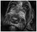 German Wire Hair Pointer