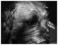 Terrier