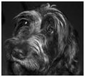 German Wire Hair Pointer