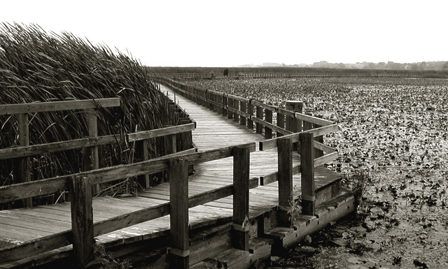 Boardwalk Pelee Provincial Park