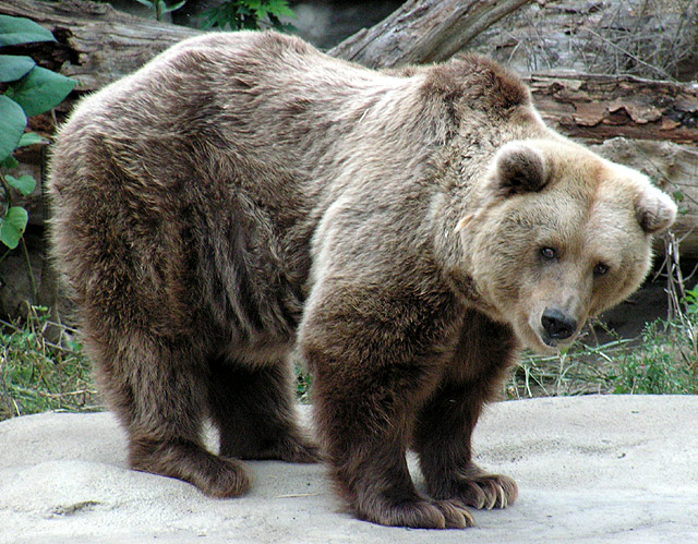 truly the saddest bear I ever saw