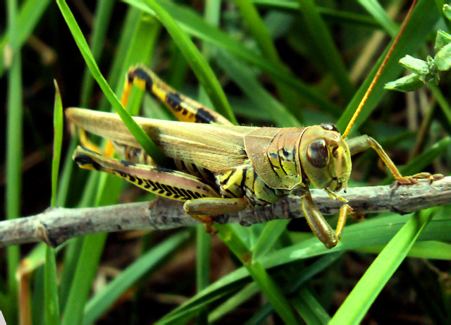 Backyard Visitor