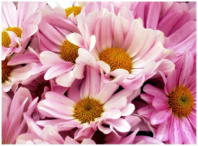 Colasanti's Tropical Gardens