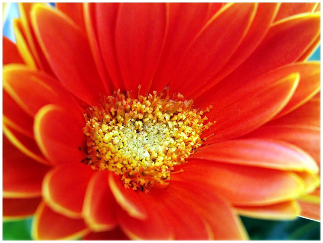 Colasanti's Tropical Gardens III