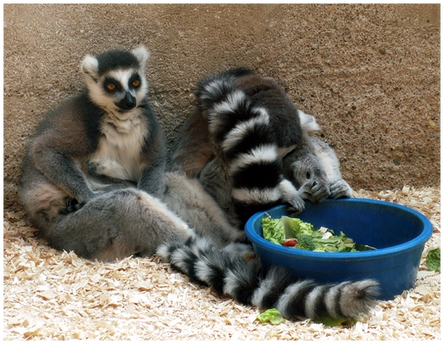 Colasanti's Tropical Gardens-Zoo IV