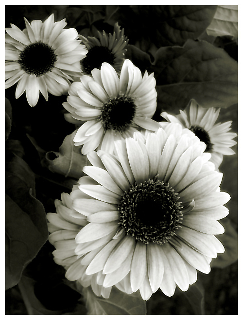 in bloom