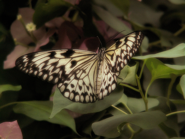 pict0009awf4.jpg