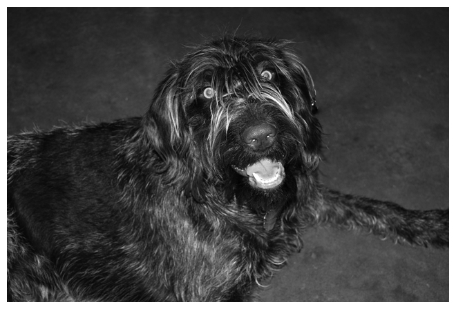 German Wire Hair Pointer