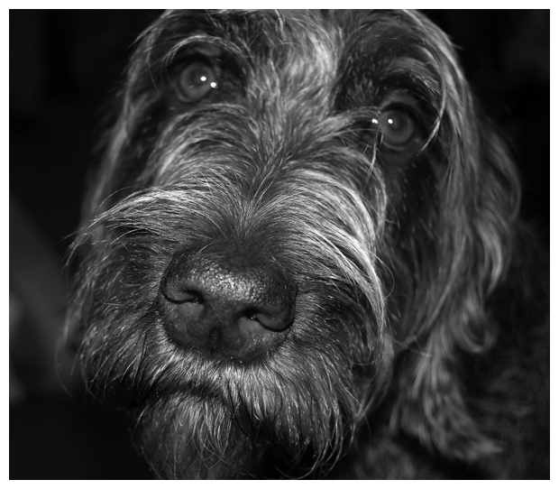 German Wire Hair Pointer