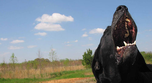 Howlin' at the Wind