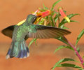 Hummingbird