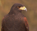 Harris' Hawk