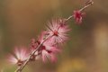 Fairy Duster