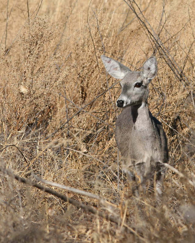 Doe in Field.jpg