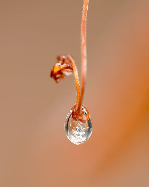 Drip-1.jpg