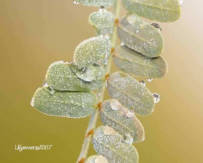 Frost on Mesquite.jpg