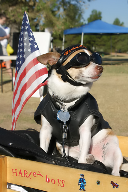 HardCore Pooch