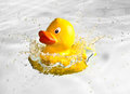 ducky-outake.jpg