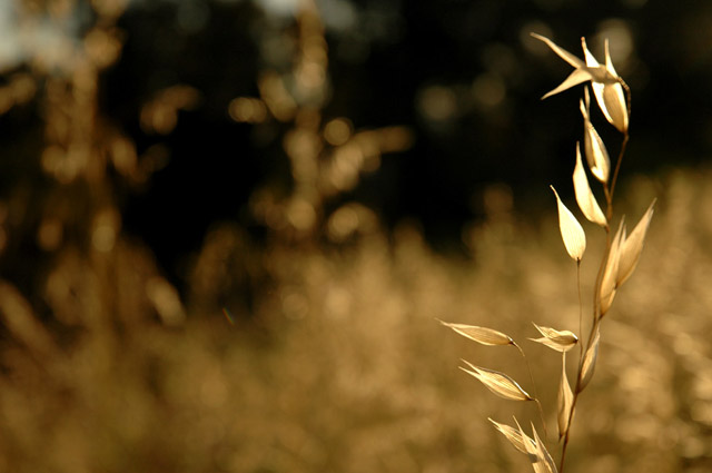 Sunlit grass