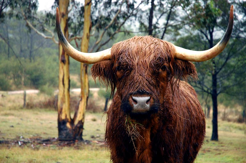 hairy-and-wet.jpg