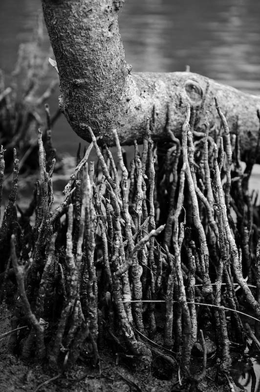uplifting mangroves.jpg
