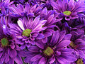 The Purple