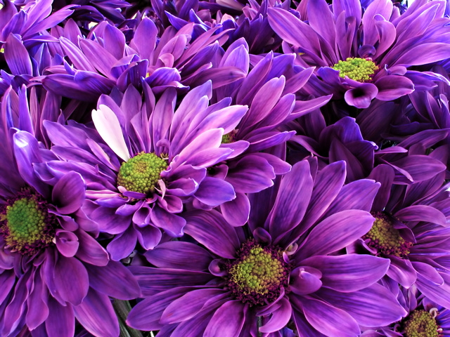 The Purple
