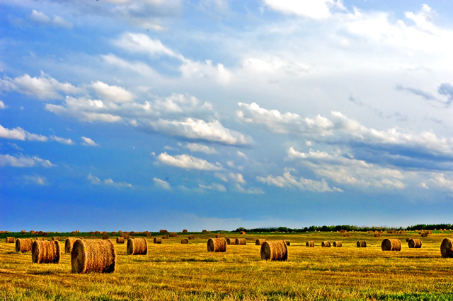 Field