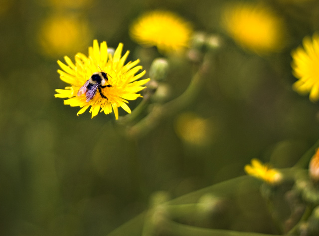 Bee