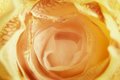 Yellow Rose