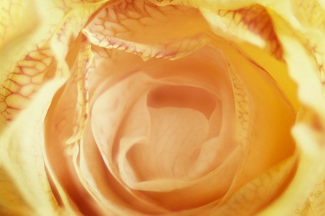 Yellow Rose