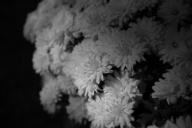 DSC_3992-1sm.jpg