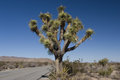 Joshua Tree