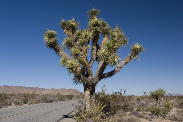 Joshua Tree