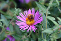 flower bee