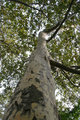 Birch Tree