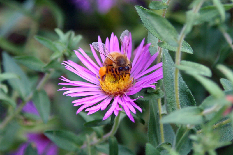 flower bee