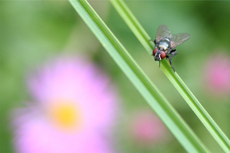 fly