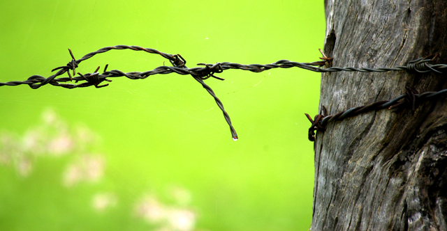 Barbed Wire & Flowers