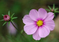 Flower in the Park