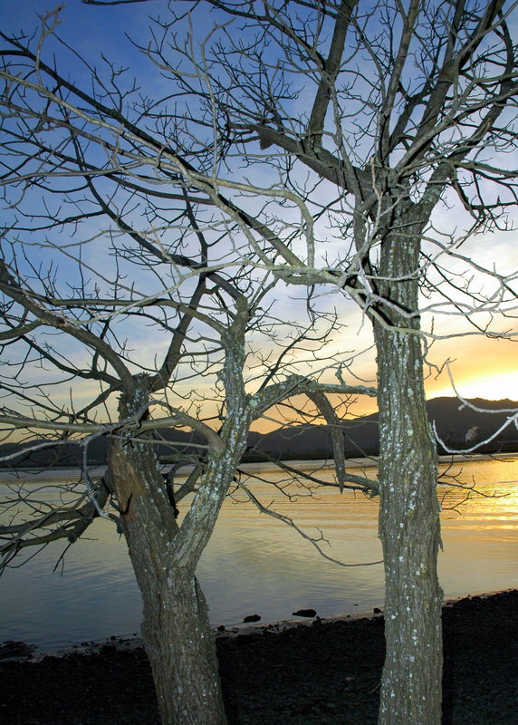 Trees in Larkspur