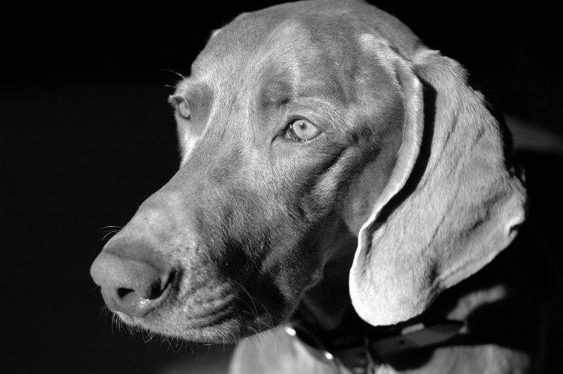 "Duke"